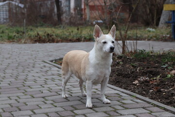 portrait of a dog