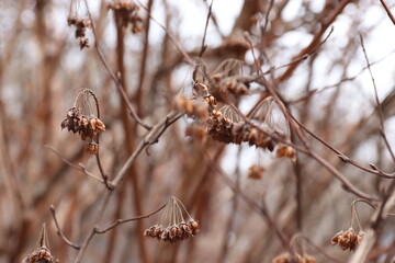 “Dry winter plants in the natural environment”  