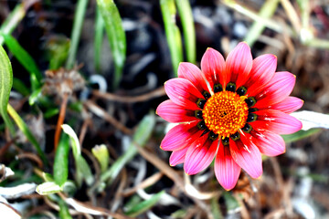 FLORES MULTICOLORES JARD&Iacute;N DEL MAR PRIMAVERA VERANO 