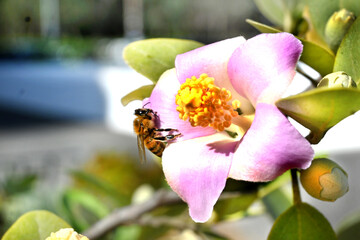 FLOR ROSADA PISTILOS AMARILLOS ABEJA POLINIZANDO