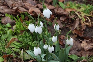 spring flowers snowdrops