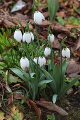 snowdrop in the snow