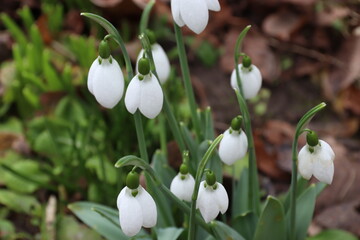 Fototapeta premium white spring flowers