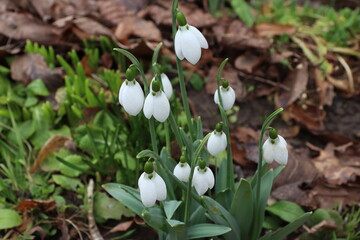 snowdrops in the snow
