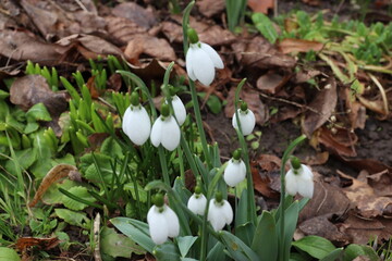 snowdrops in the snow