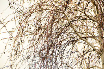 bare branches of tree in the sunset