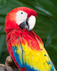 Colorful Parrot perched on branch