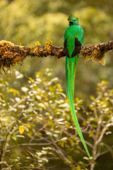 Beautiful Male Resplendent Quetzal with spectacular tail perched on an attractive mossy branch with a blurred background