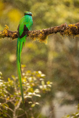 Beautiful Male Resplendent Quetzal with spectacular tail perched on an attractive mossy branch with a blurred background