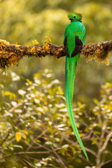 Beautiful Male Resplendent Quetzal with spectacular tail perched on an attractive mossy branch with a blurred background