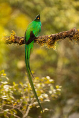 Beautiful Male Resplendent Quetzal with spectacular tail perched on an attractive mossy branch with a blurred background