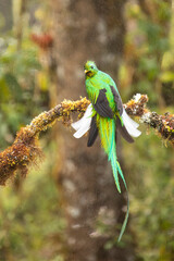 Resplendent Quetzal in the rain with spectacularly long tail