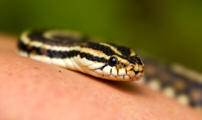 Fototapeta premium Venomous snake lying on human skin close-up. Dangerous reptile in nature photo. Skin texture and snake scales clearly visible