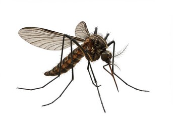 Fototapeta premium 3D rendering of a mosquito, captured in macro photography style with a focus on its realistic textures and intricate anatomy.