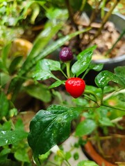 Home grown red purple chili pepper