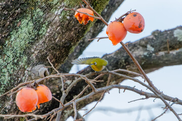 熟した柿の実をついばむメジロ