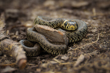 Ringelnatter in der Natur