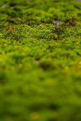 close-up of green moss in sunlight