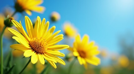 Obraz premium Bright Yellow Flowers Blooming Under a Clear Blue Sky.