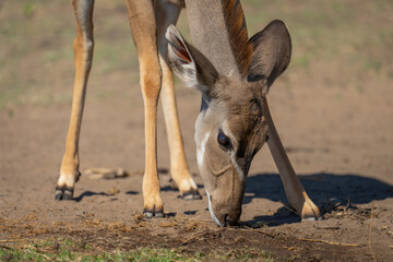 Close-up of female greater kudu bending down