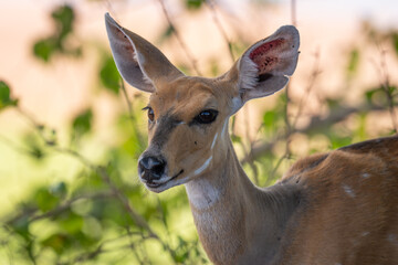 Close-up of Cape bushbuck standing watching camera