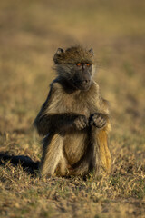 Chacma baboon with catchlight sits on grass