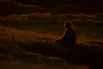 Chacma baboon sits on grass at sunset