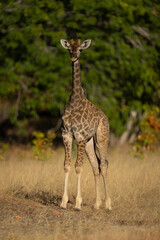 Baby southern giraffe stands staring toward camera