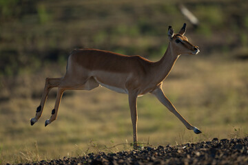 Backlit female impala gallops past on savanna