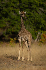 Baby southern giraffe stands staring towards camera