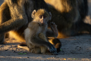 Baby chacma baboon sits scratching near others
