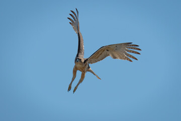 African hawk-eagle flies through clear blue sky