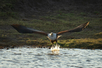 African fish eagle taking off from river