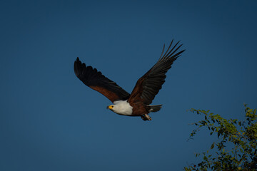 African fish eagle taking off from branches