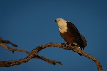African fish eagle hunches on dead branch