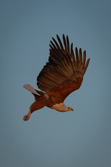 African fish eagle dives through blue sky