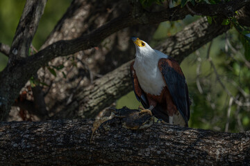 African fish eagle in tree with fish