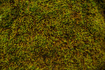 Close view of vibrant green moss covering a natural surface in the forest