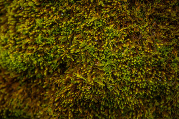 Close-up view of vibrant green moss covering tree bark in forest setting