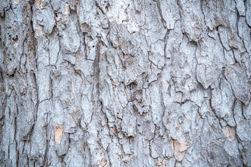 Textured gray bark of a large tree in a natural setting during daytime