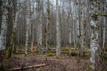 Misty forest landscape with tall trees and fallen logs in damp terrain
