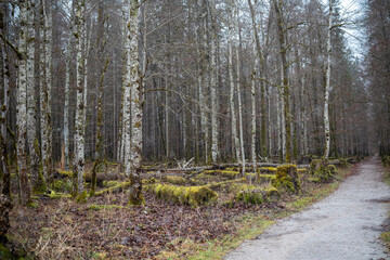 Peaceful forest trail with tall trees and soft ground underfoot in winter