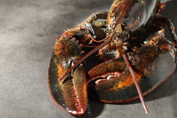 Raw lobster on grey textured table, closeup. Space for text
