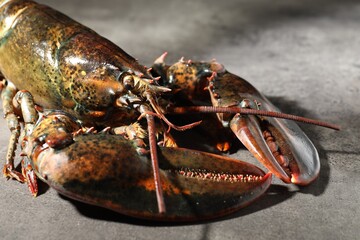 Raw lobster on grey textured table, closeup