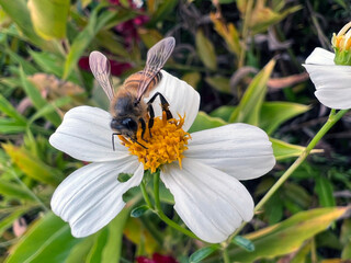 bee on a flower
