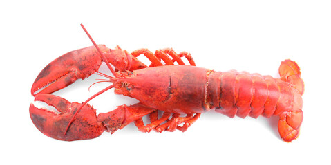 One tasty boiled lobster isolated on white, top view
