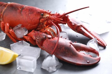 Delicious boiled lobster with ice cubes on grey table, closeup