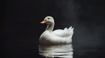 Graceful white swan floating on a misty lake