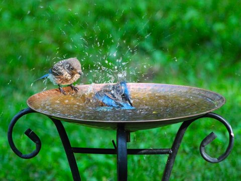 Birds bathing in a garden birdbath.