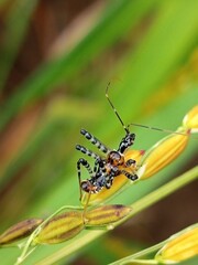 Insect on the rice in the field 